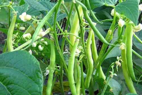 После чего можно сажать репу. Соседи репы: с чем можно и нельзя сажать ее рядом