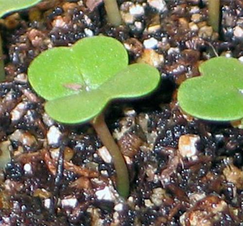 Особенности выращивания репы и ухода за ней. Выращивание репы – оптимальные условия 11