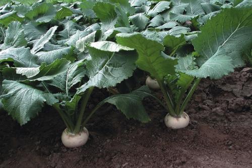 После чего можно сажать репу. Соседи репы: с чем можно и нельзя сажать ее рядом