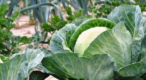 Особенности выращивания репы и ухода за ней. Выращивание репы – оптимальные условия 27