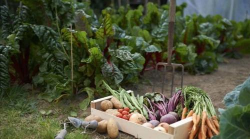 С чем сажать репу на одной грядке. Соседство овощей на грядках