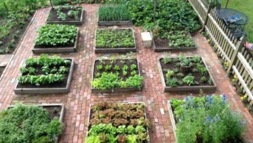 Особенности выращивания репы и ухода за ней. Выращивание репы – оптимальные условия 29