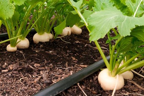 После чего можно сажать репу. Соседи репы: с чем можно и нельзя сажать ее рядом
