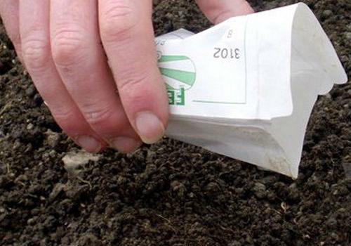 Репа посадка под зиму. Сроки посадки