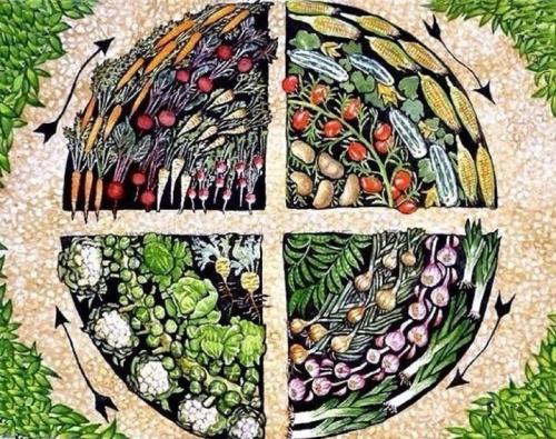 Особенности выращивания репы и ухода за ней. Выращивание репы – оптимальные условия 26