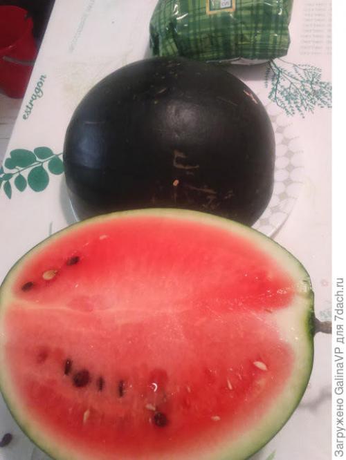 Прививка арбуза на фицефалию. Мой эксперимент с прививкой арбуза