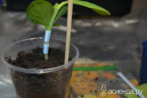 Прививка огурца на лагенарию- делаю впервые! Дополнила!