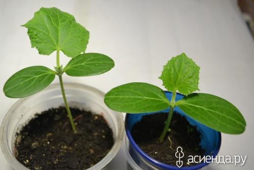 Прививка огурца на лагенарию- делаю впервые! Дополнила!