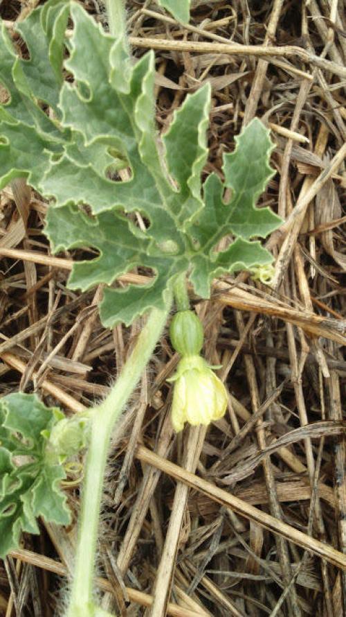 Прививка арбуза на фицефалию. Мой эксперимент с прививкой арбуза