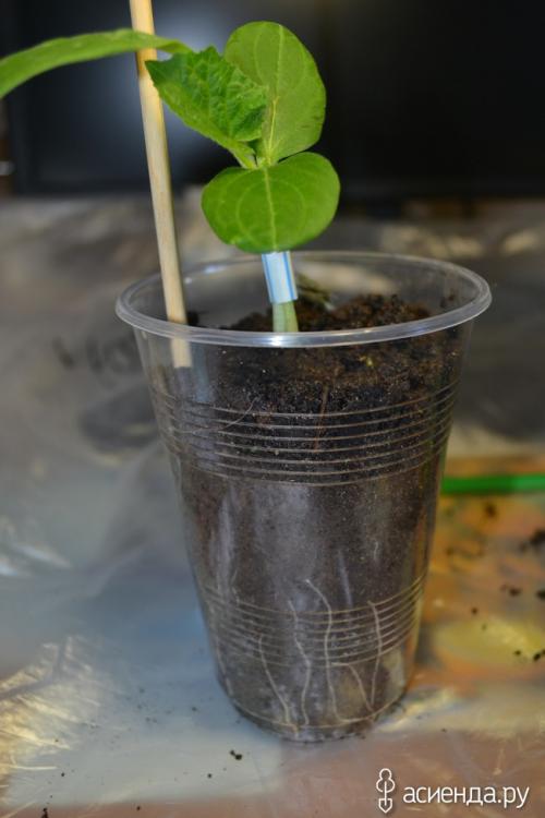 Прививка огурца на лагенарию- делаю впервые! Дополнила!