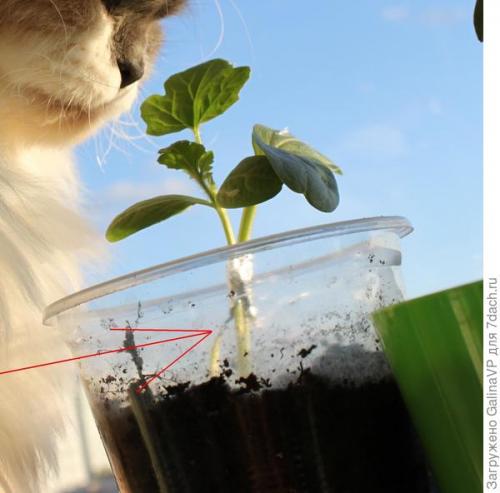 Прививка арбуза на фицефалию. Мой эксперимент с прививкой арбуза