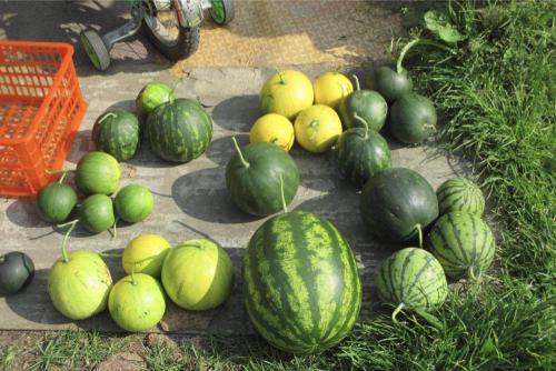 Подвой для арбуза. Опыт выращивания арбузов на Урале: прививка на лагенарию