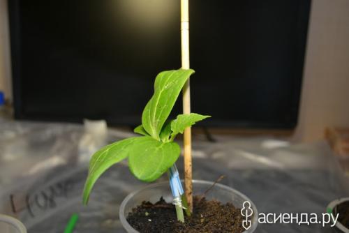 Прививка огурца на лагенарию- делаю впервые! Дополнила!