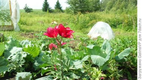 Прививка арбуза на фицефалию. Мой эксперимент с прививкой арбуза