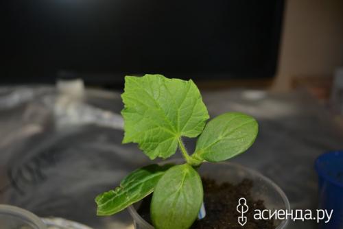 Прививка огурца на лагенарию- делаю впервые! Дополнила!