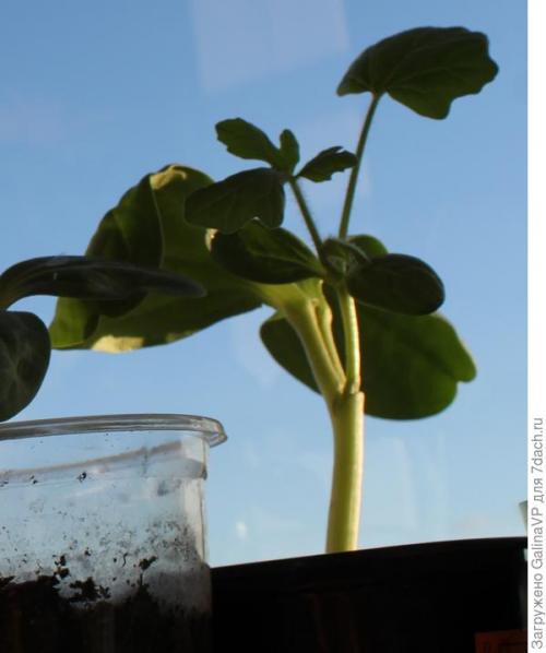 Прививка арбуза на фицефалию. Мой эксперимент с прививкой арбуза