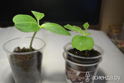 Прививка огурца на лагенарию- делаю впервые! Дополнила!