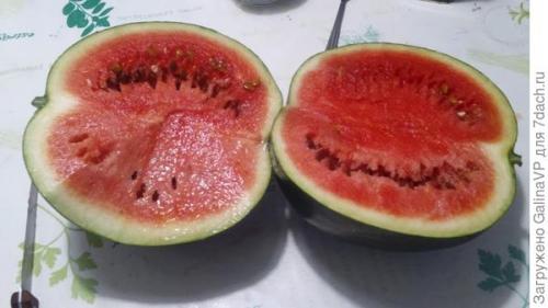 Прививка арбуза на фицефалию. Мой эксперимент с прививкой арбуза