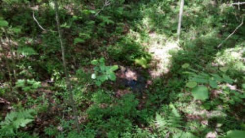 Как найти родник в лесу. Как найти родник? Родник путевого обходчика