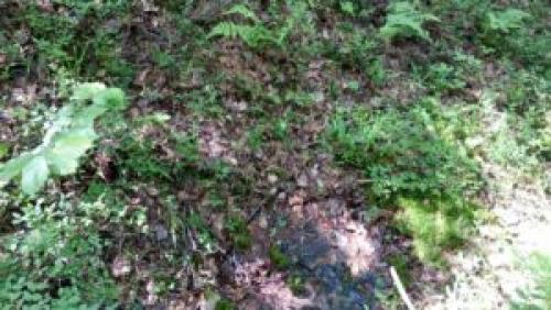 Как найти родник в лесу. Как найти родник? Родник путевого обходчика