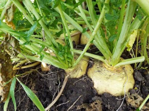 Когда сажать репу в открытый грунт. Сроки посева репы в грунт 15