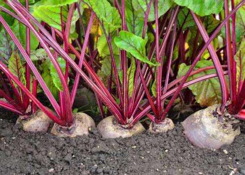 После чего можно сажать репу. Смотрим схему наоборот (что сажать после конкретных культур)