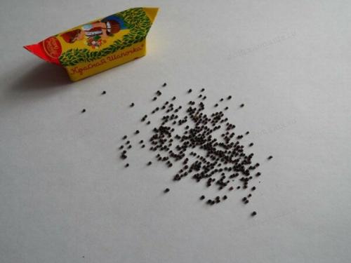 Когда сажать репу в открытый грунт. Сроки посева репы в грунт 12