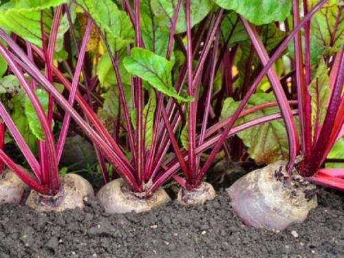 С чем сажать репу на одной грядке. Соседи репы: с чем можно и нельзя сажать ее рядом