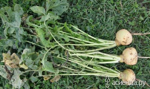 Когда сажать репу на зиму. Подзимний посев репы