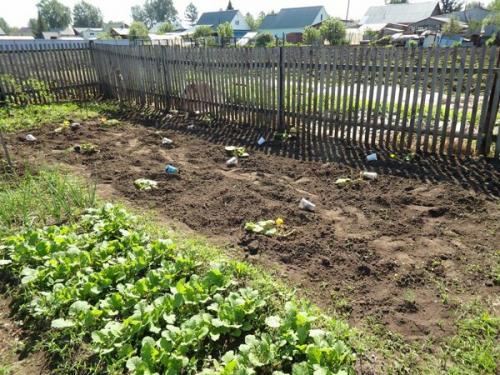 Когда сажать репу в открытый грунт. Сроки посева репы в грунт 14