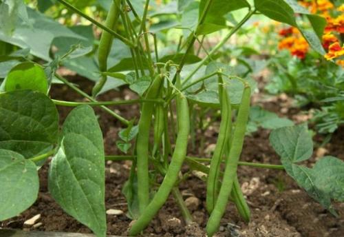 После чего можно сажать репу. Смотрим схему наоборот (что сажать после конкретных культур)