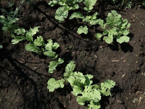 Когда сажать репу в открытый грунт. Сроки посева репы в грунт 13