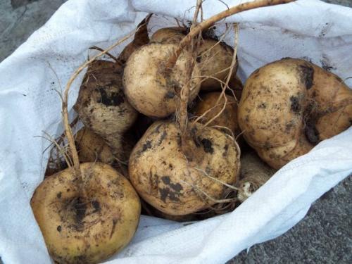 Когда сажать репу в открытый грунт. Сроки посева репы в грунт 17