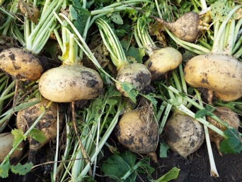 Когда сажать репу в открытый грунт. Сроки посева репы в грунт 16