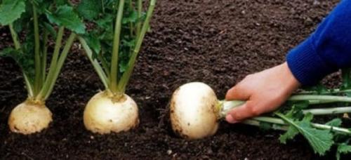 После чего можно сажать репу. Смотрим схему наоборот (что сажать после конкретных культур)