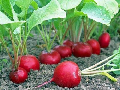 С чем сажать репу на одной грядке. Соседи репы: с чем можно и нельзя сажать ее рядом