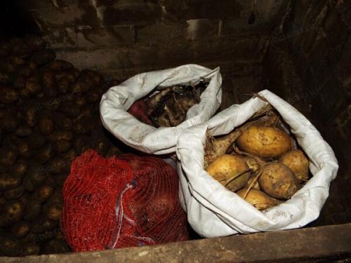 Когда сажать репу в открытый грунт. Сроки посева репы в грунт 18