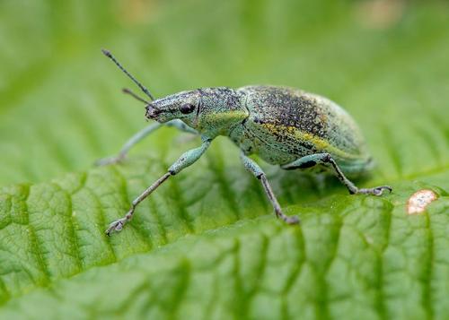Обработка клубники от вредителей и болезней. Основные болезни и вредители клубники