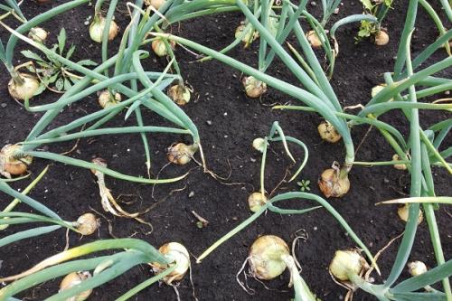 С чем сажать репу на одной грядке. Соседи репы: с чем можно и нельзя сажать ее рядом