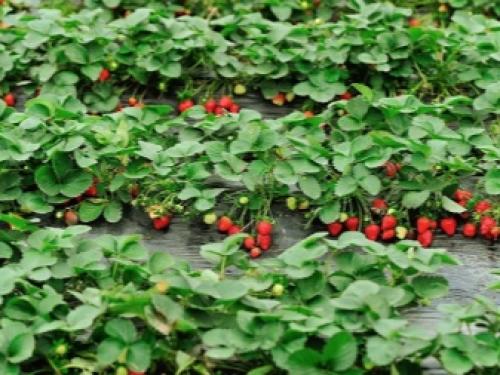 Весенняя обработка клубники. Чем и как обработать клубнику ранней весной? 01