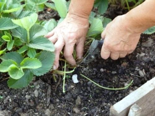 Обработка клубники осенью от болезней и вредителей. Борьба с болезнями