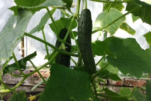 С чем сажать репу на одной грядке. Соседи репы: с чем можно и нельзя сажать ее рядом