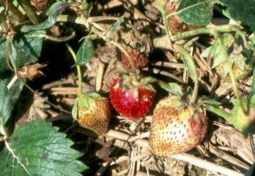Обработка клубники осенью от болезней и вредителей. Борьба с болезнями
