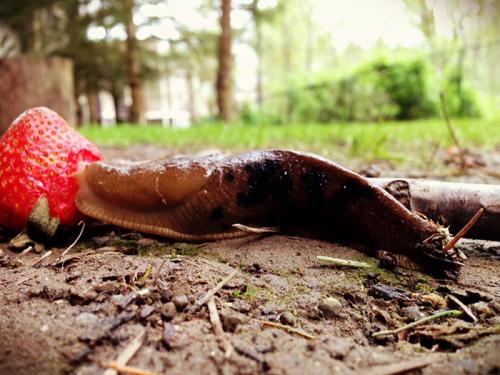 Обработка клубники от вредителей и болезней. Основные болезни и вредители клубники