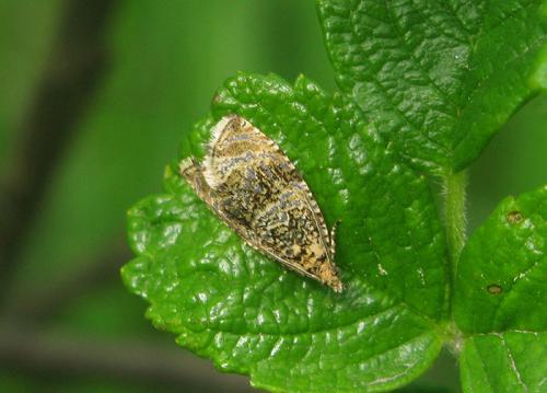 Обработка клубники от вредителей и болезней. Основные болезни и вредители клубники