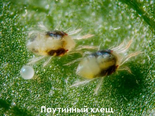 Весенняя обработка клубники. Чем и как обработать клубнику ранней весной? 03