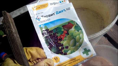 Весенняя обработка клубники. Чем и как обработать клубнику ранней весной? 09