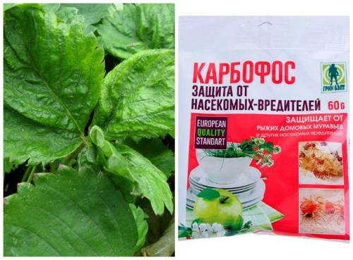 Весенняя обработка клубники. Чем и как обработать клубнику ранней весной? 06