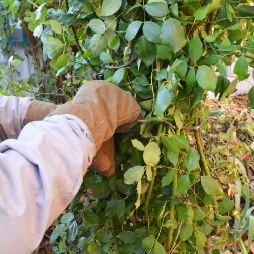 Как защитить растения от холода осенью. Сроки укрытия растений на зиму