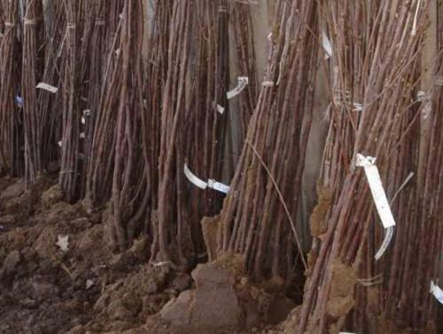 Посадка деревьев и кустарников осенью. Преимущества осенней посадки 07